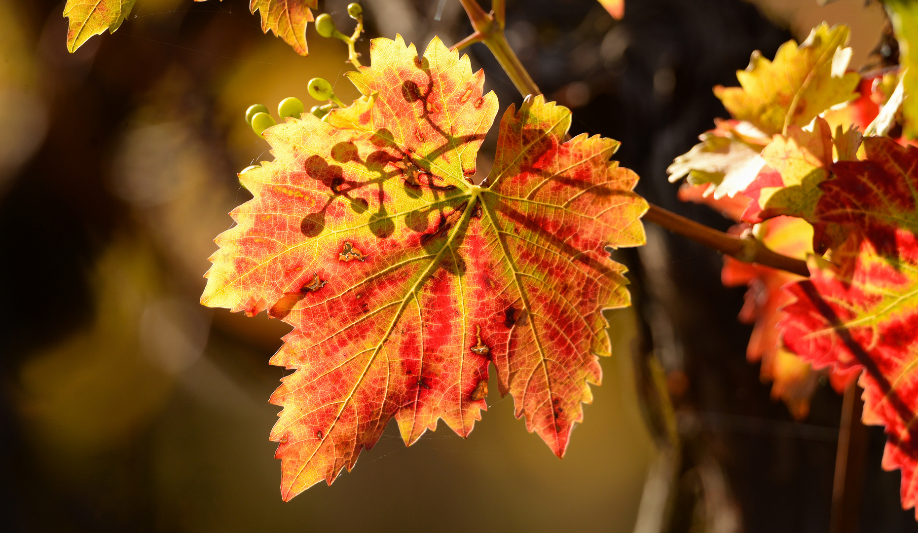 Weinblatt im Herbstlicht