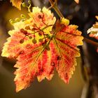 Weinblatt im Herbstlicht