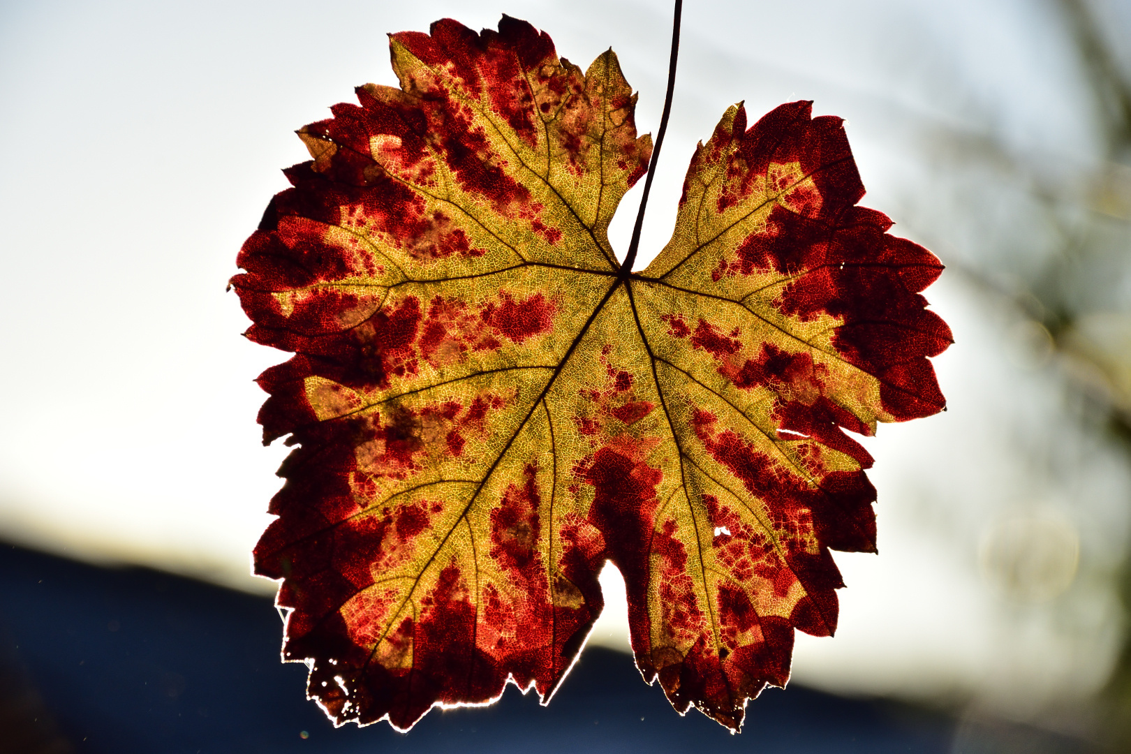 Weinblatt im Novemberlicht