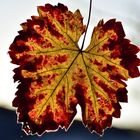 Weinblatt im Novemberlicht