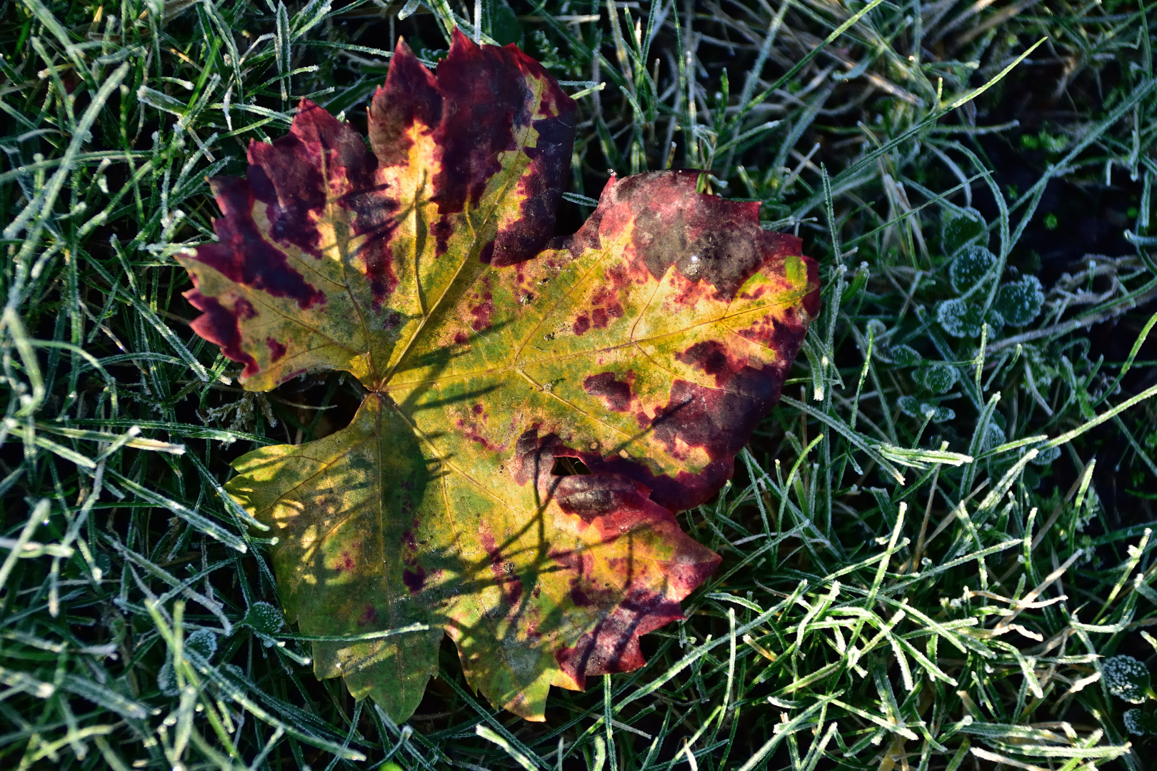 Weinblatt im Novemberlicht