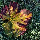 Weinblatt im Novemberlicht