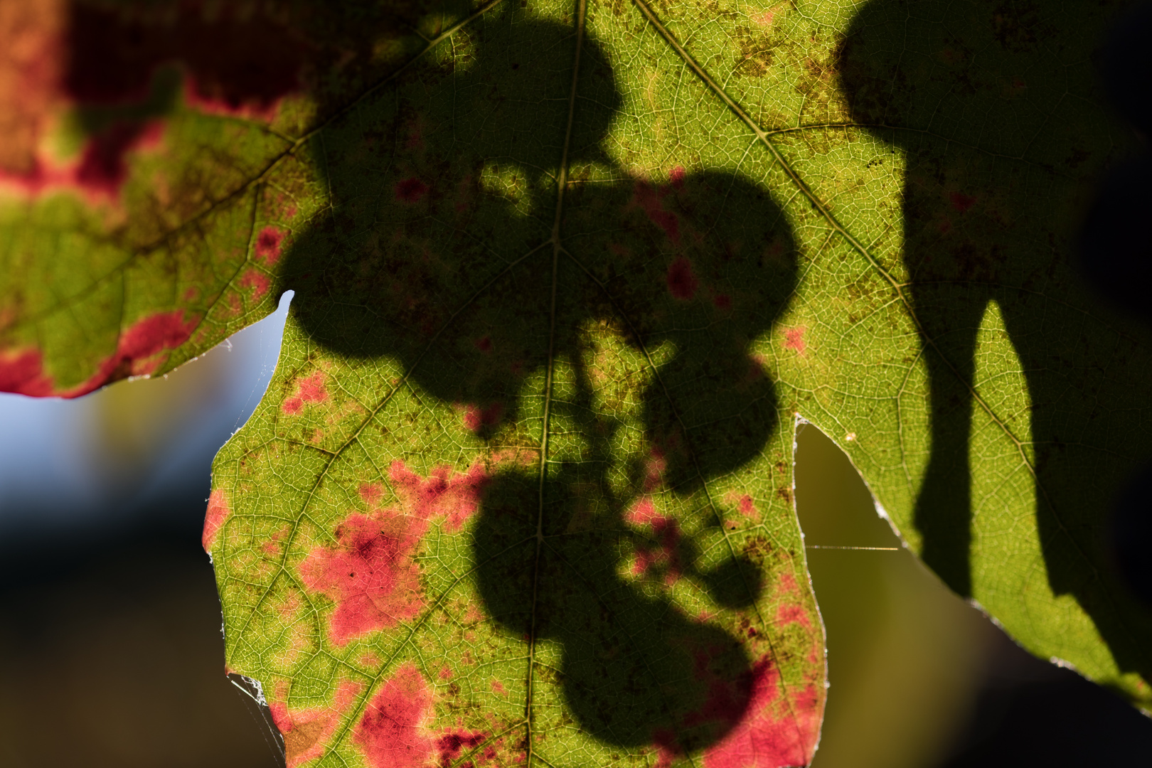 Weinblatt im Sonnenlicht