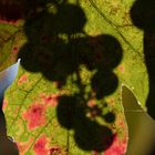 Weinblatt im Sonnenlicht