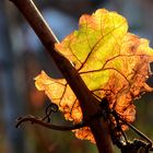 Weinblatt in der Novembersonne