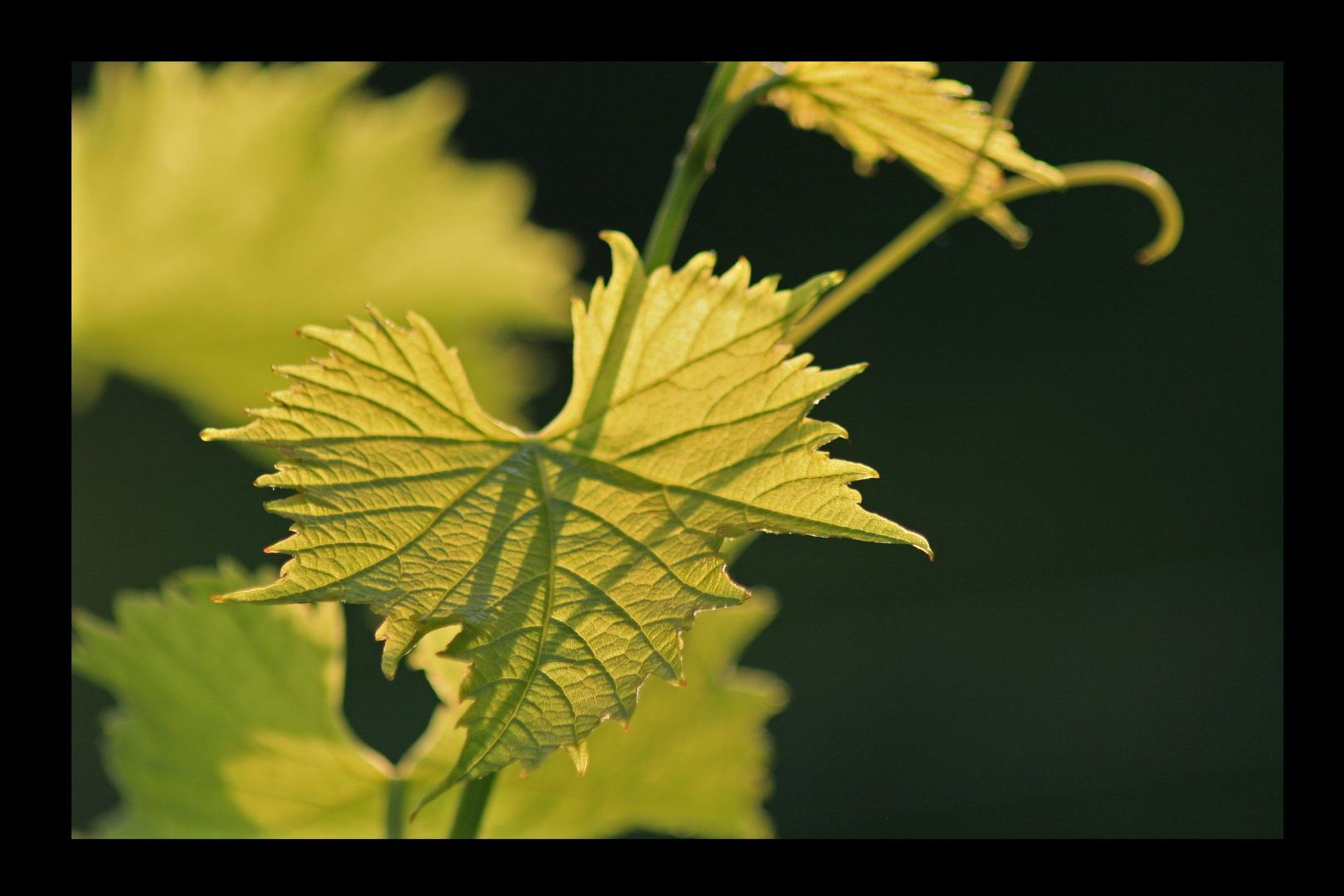 Weinblatt in der Sonne