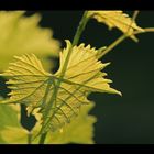 Weinblatt in der Sonne