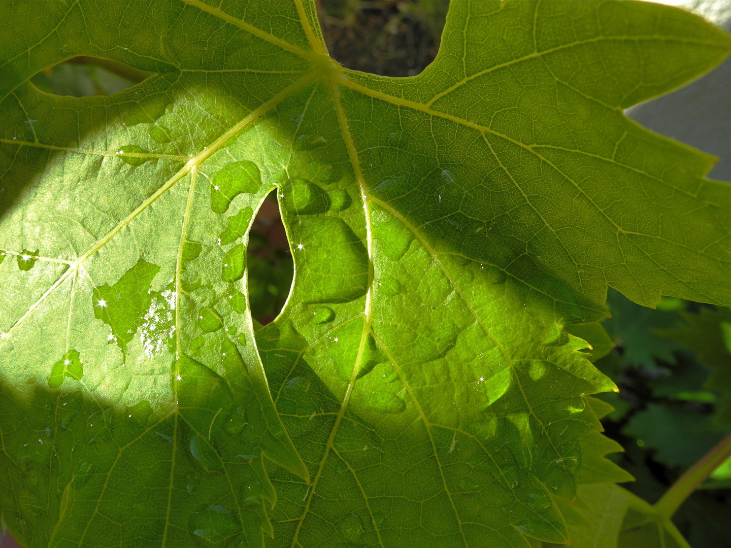 Weinblatt nach dem Gewitter