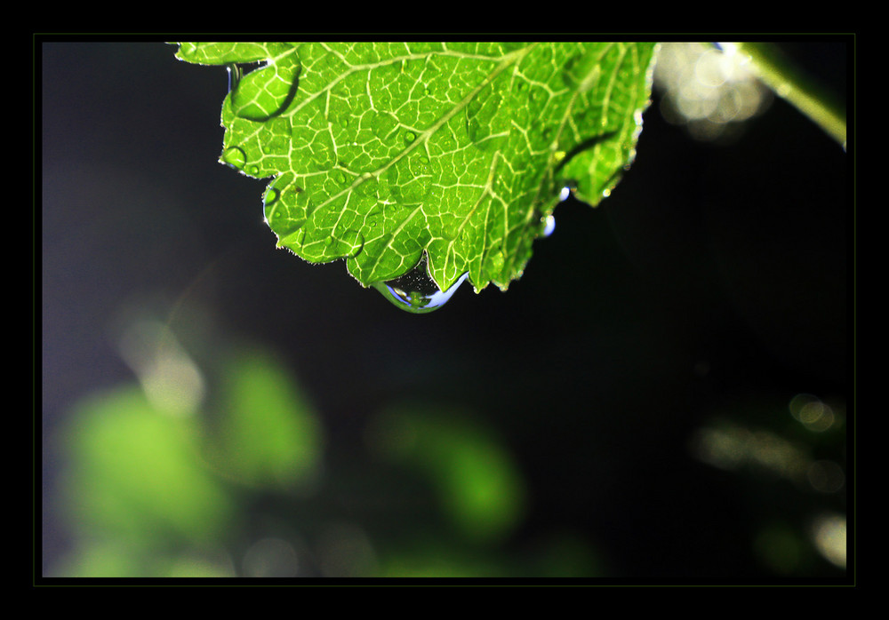 Weinblatt nach dem Regen