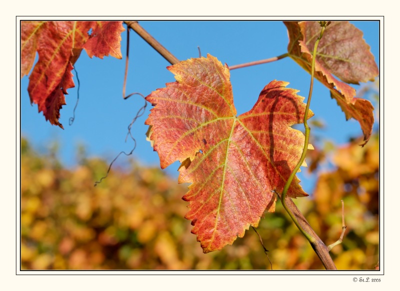 Weinblatt Spätburgunder #10247_1