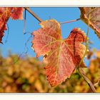 Weinblatt Spätburgunder #10247_1