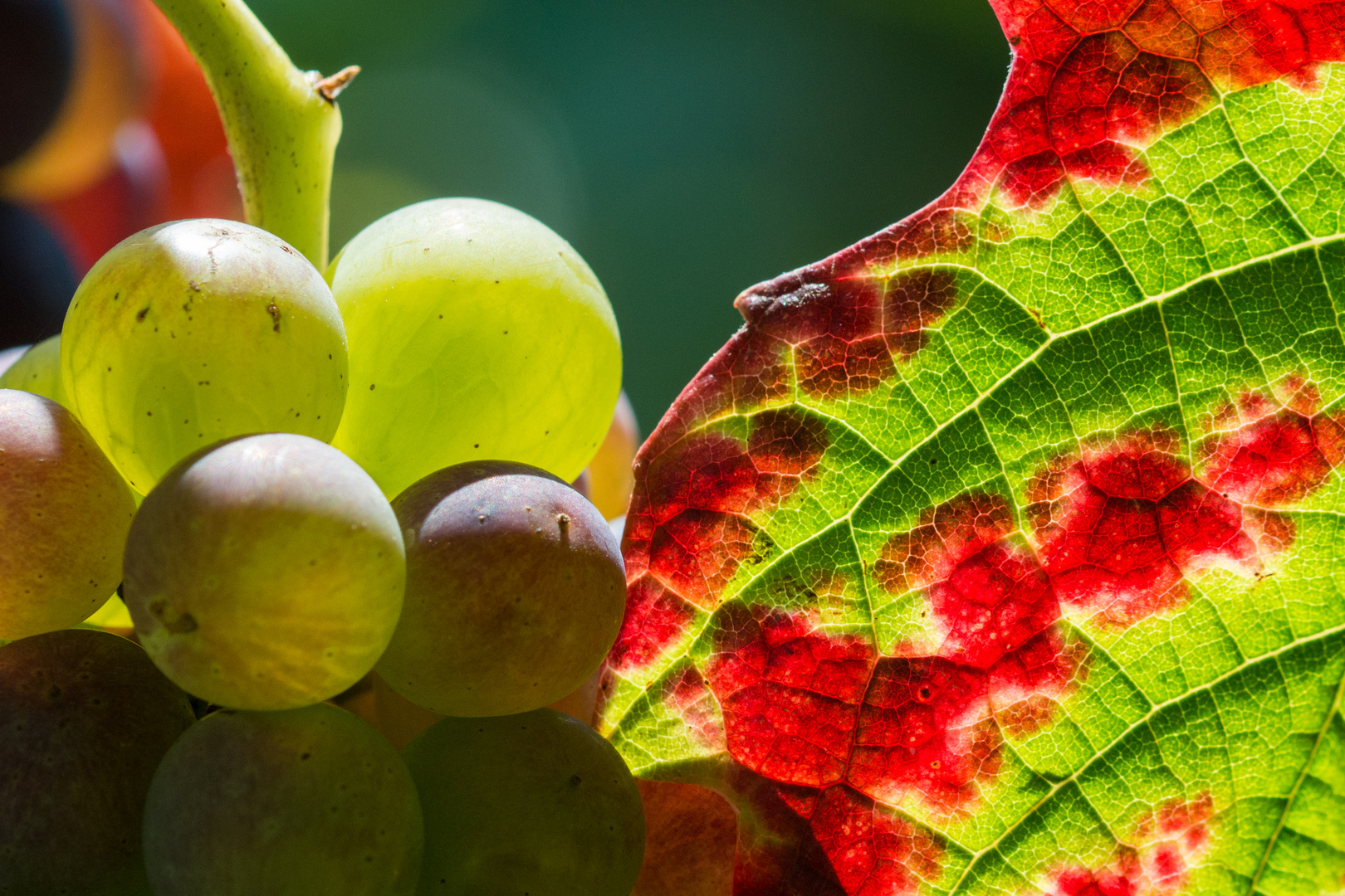 Weinblatt und Rebe