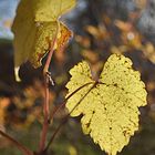 Weinblatt vergänglich!