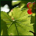 weinblatt von hinten belichtet