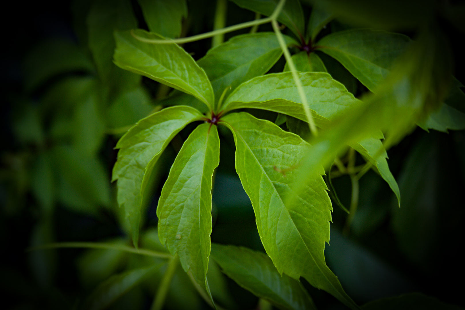 Weinblatt, Weinblätter aus dem Garten Vine Leaf