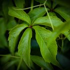 Weinblatt, Weinblätter aus dem Garten Vine Leaf