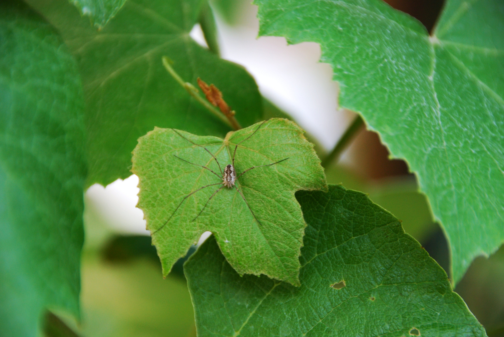 Weinblattwächter