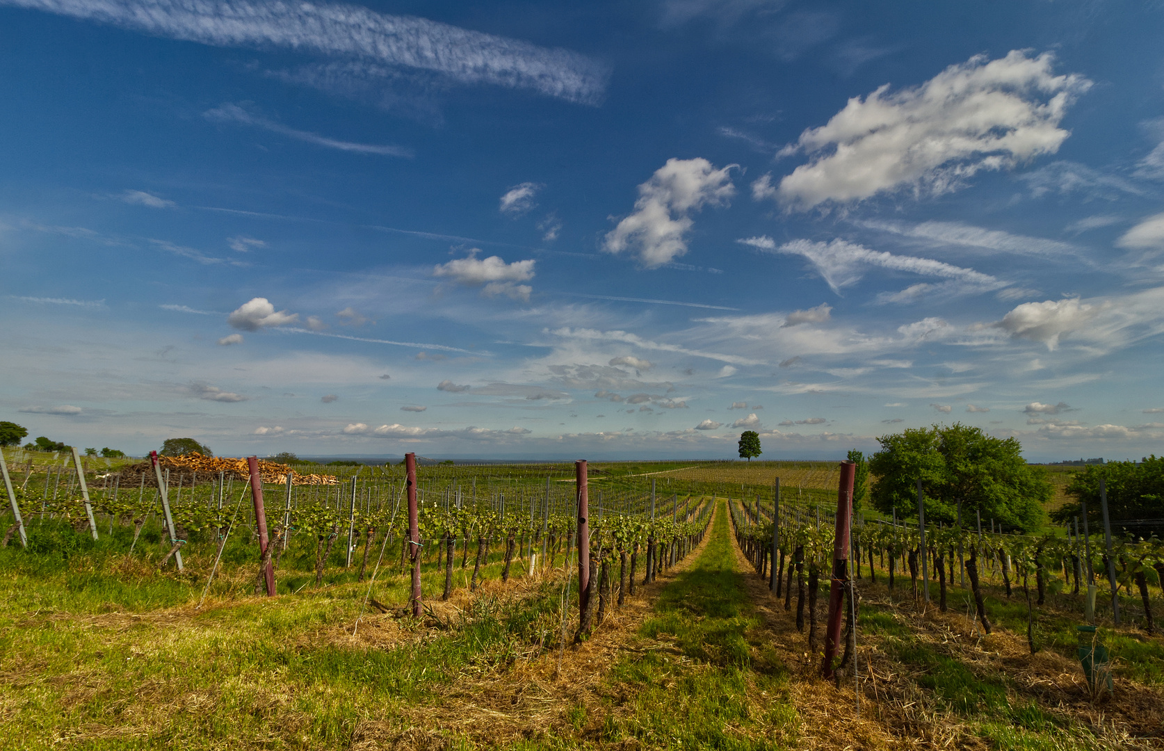 Weinblick