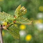 Weinblüte