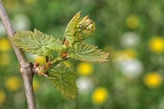 Weinblüte