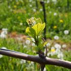 Weinblüte am Tuniberg