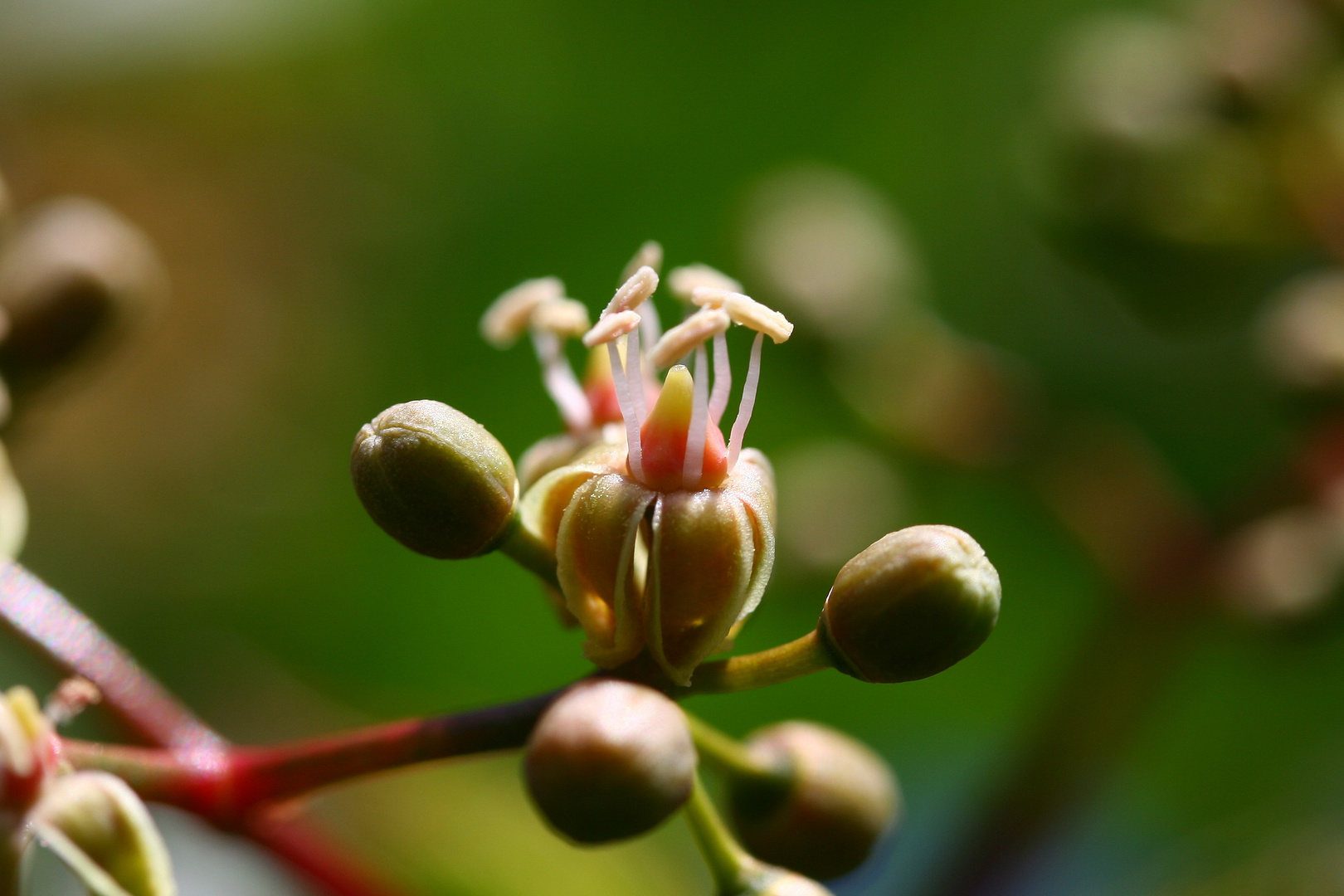 Weinblüte