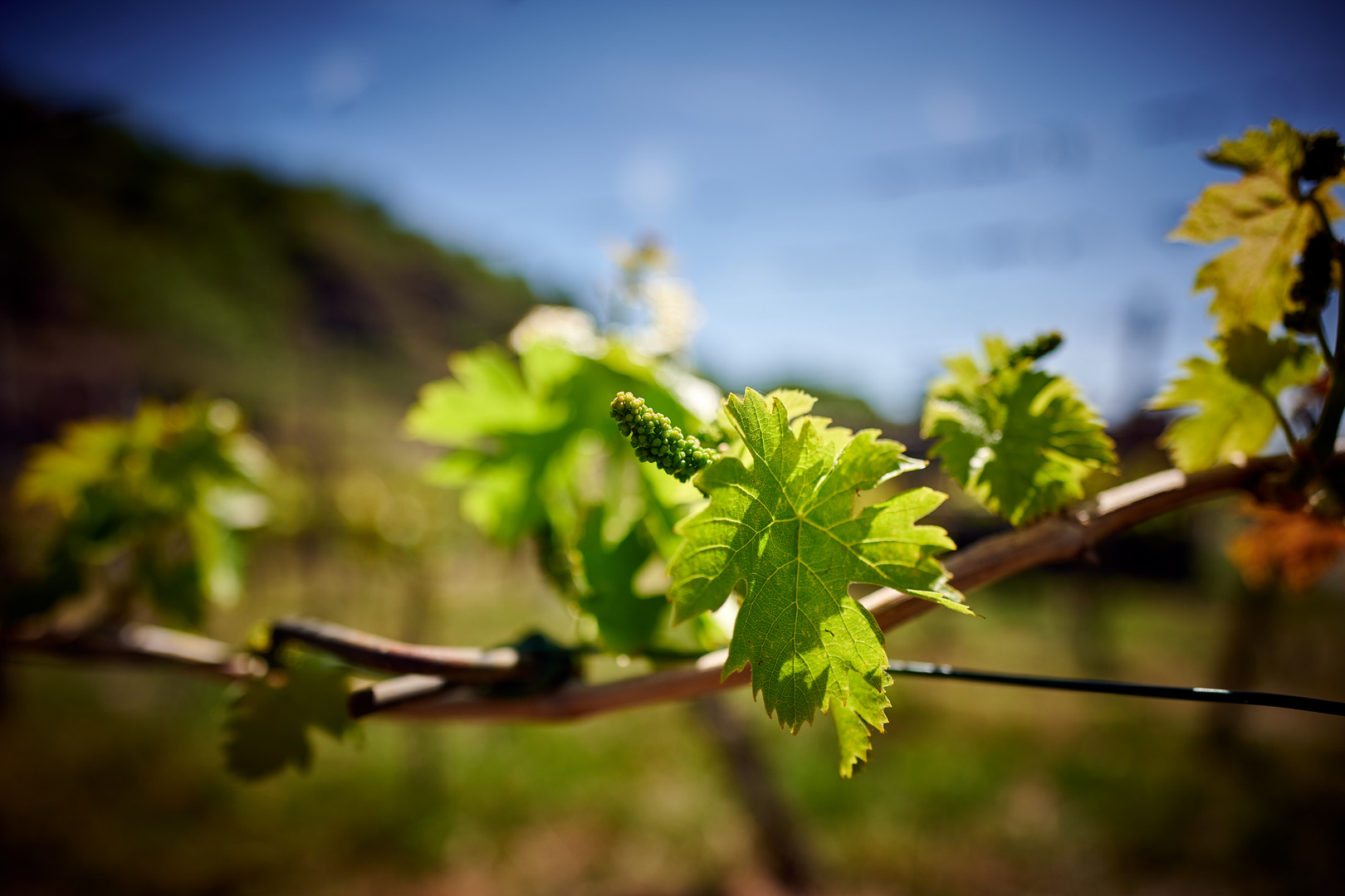 Weinblüte