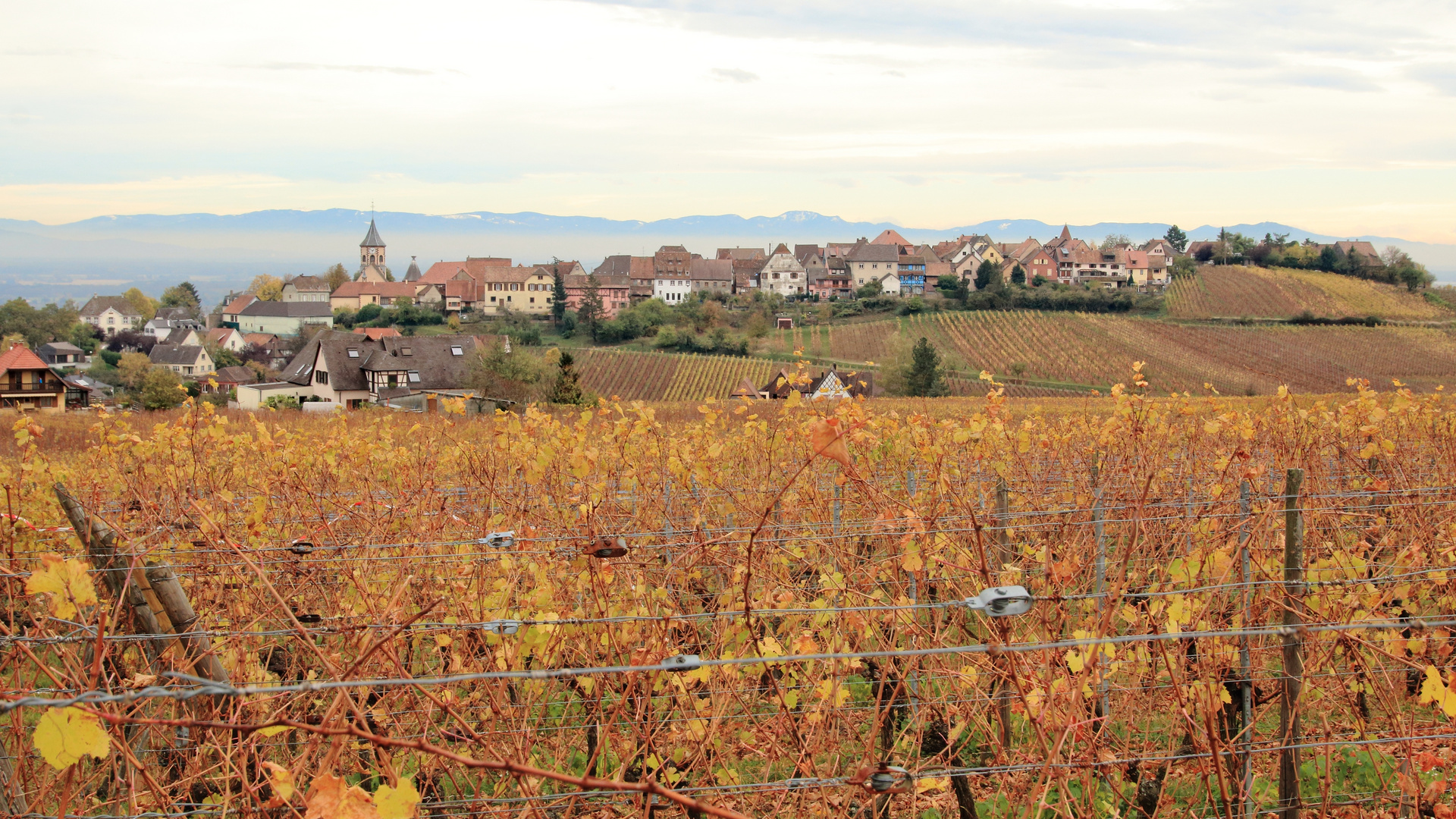 Weindorf Zellenberg im Elsass