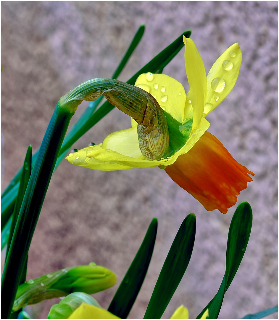 Weine nicht, dass der Regen fällt