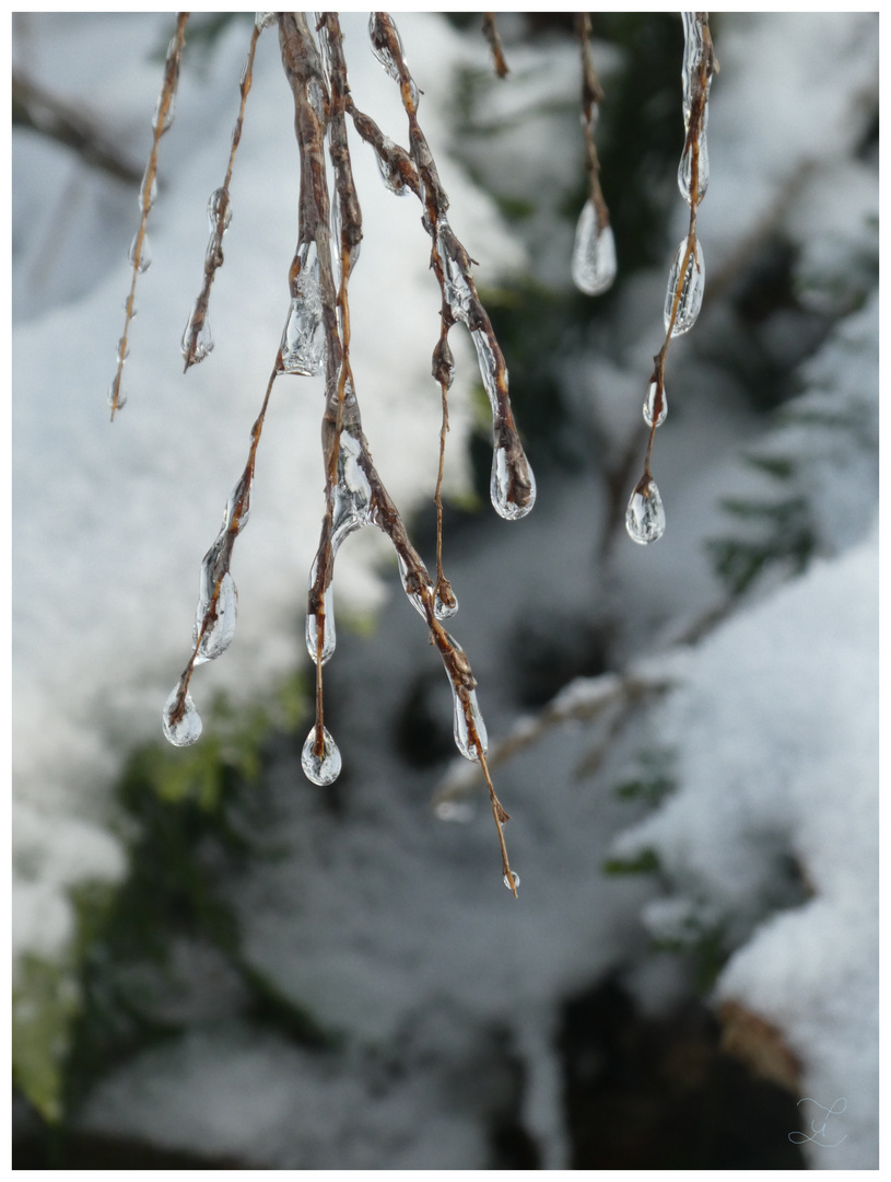 Weinen im Schnee