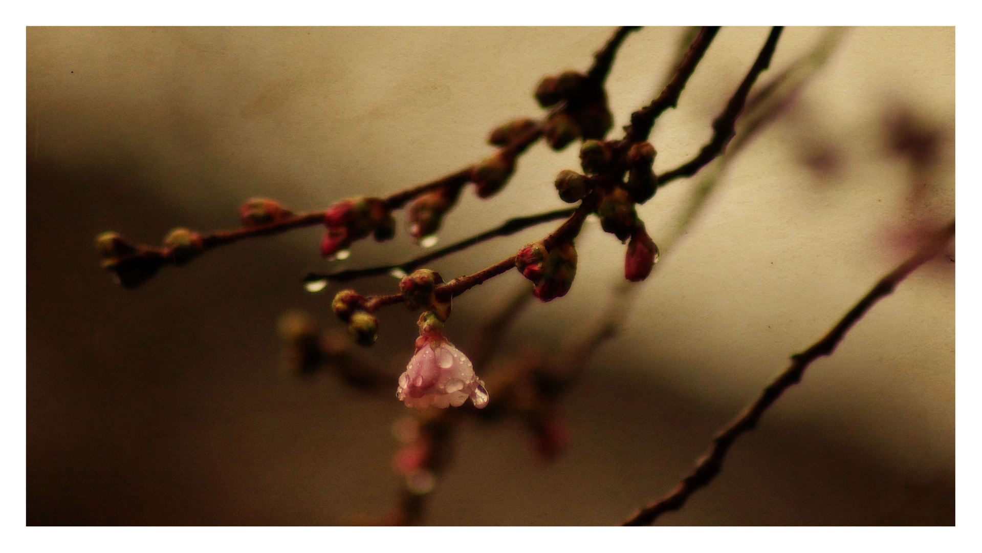 weinende Blüte