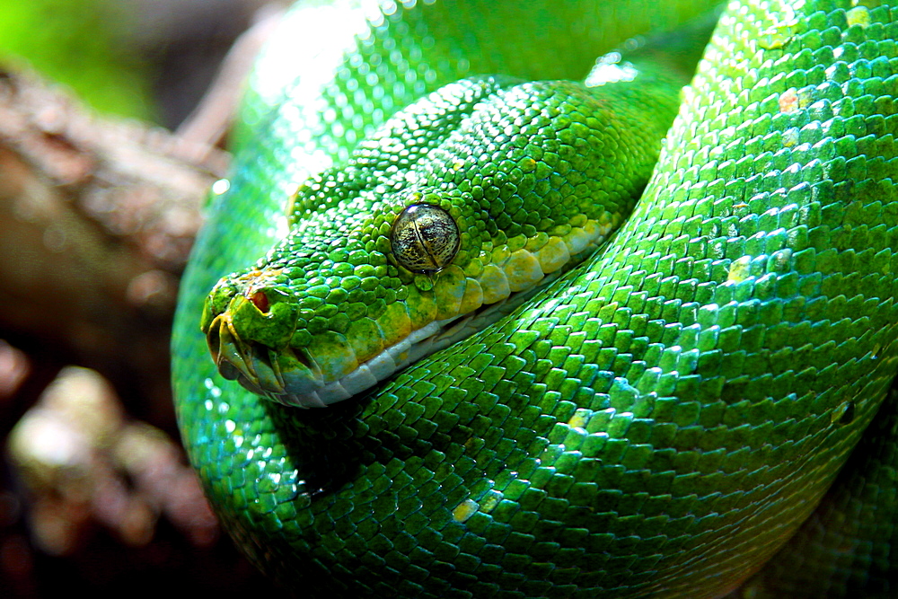 "Weinende" grüne Baumpython (Morelia viridis)