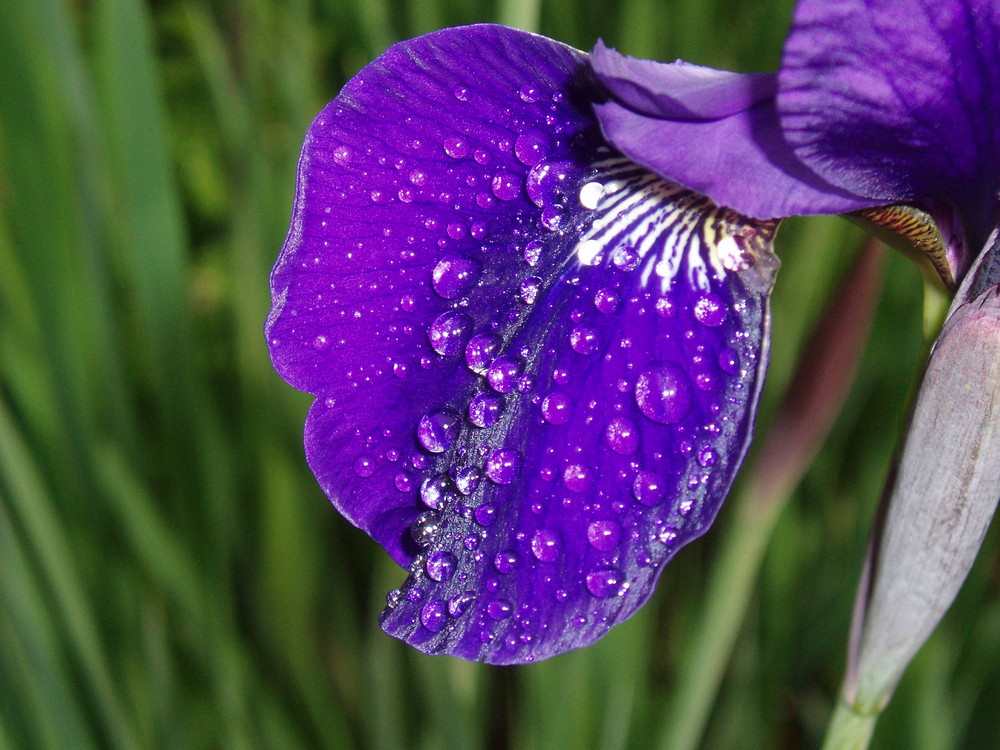 weinende Iris