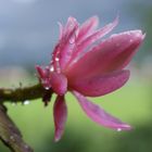 Weinende Kaktusblüte