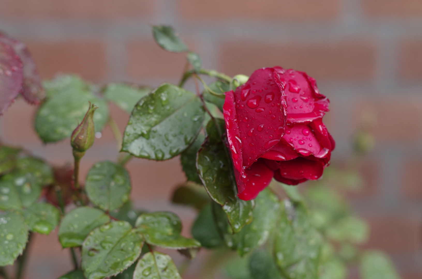 Weinende Rose