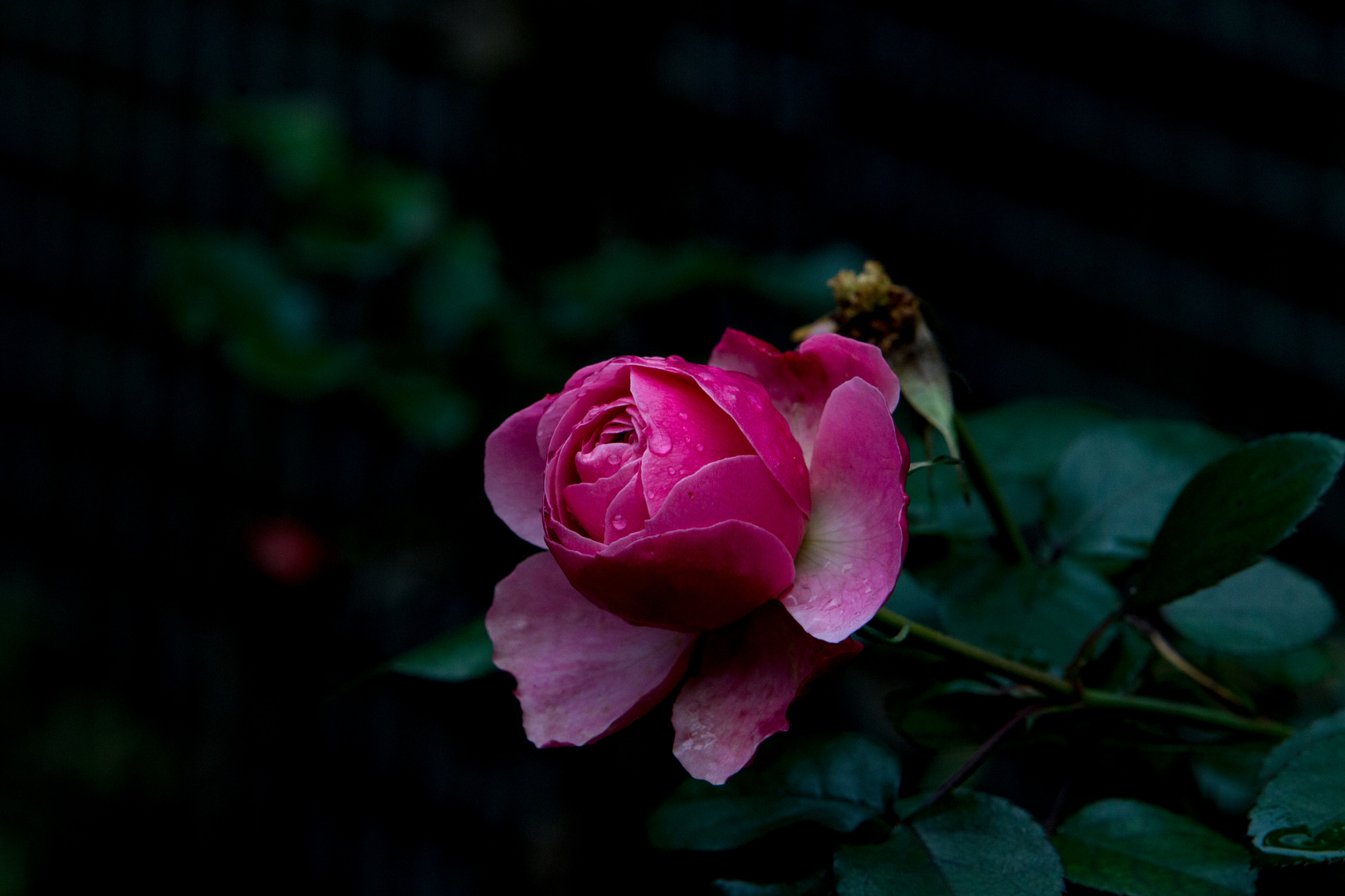 "Weinende Rose" 2 Wochen vor Weihnachten