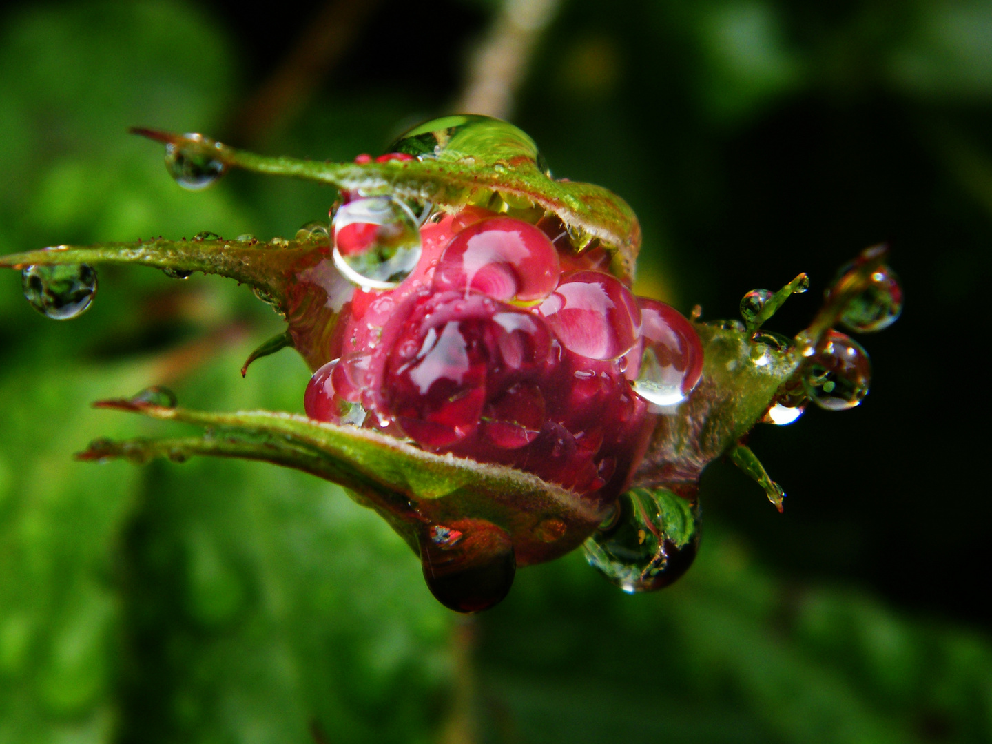 weinende rose