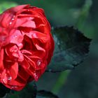 weinende Rose