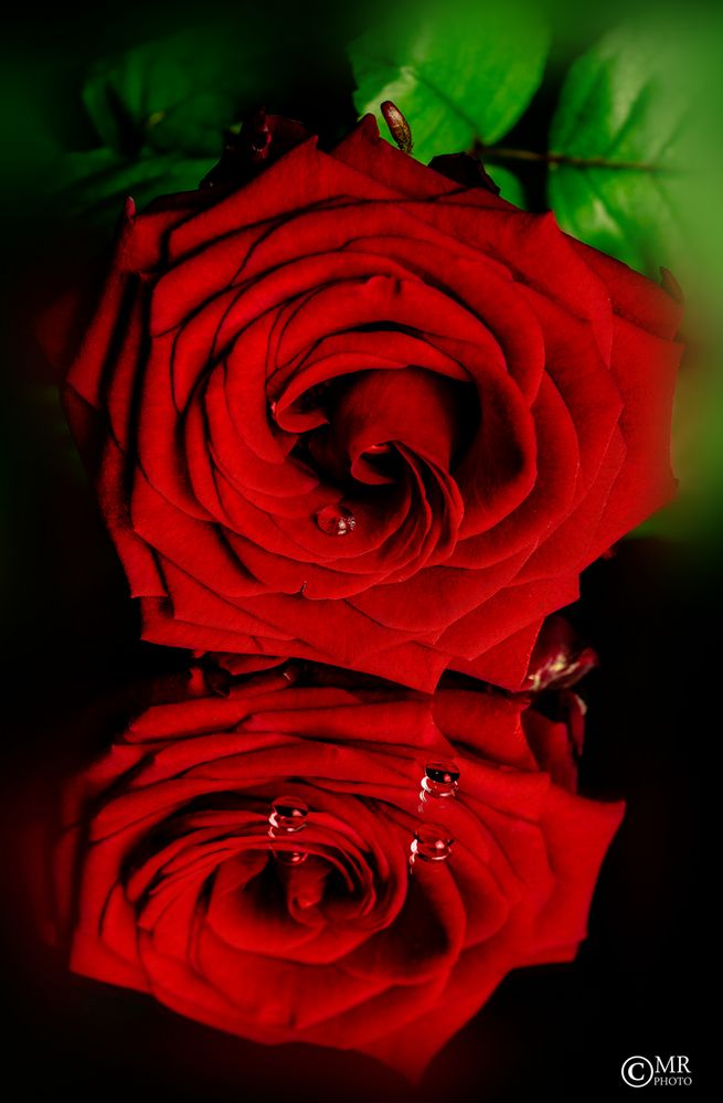 weinende Rose
