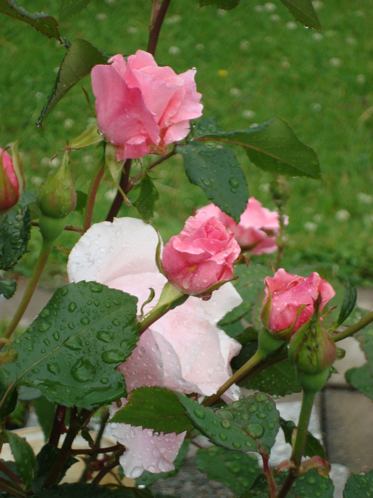 "weinende" Rosen