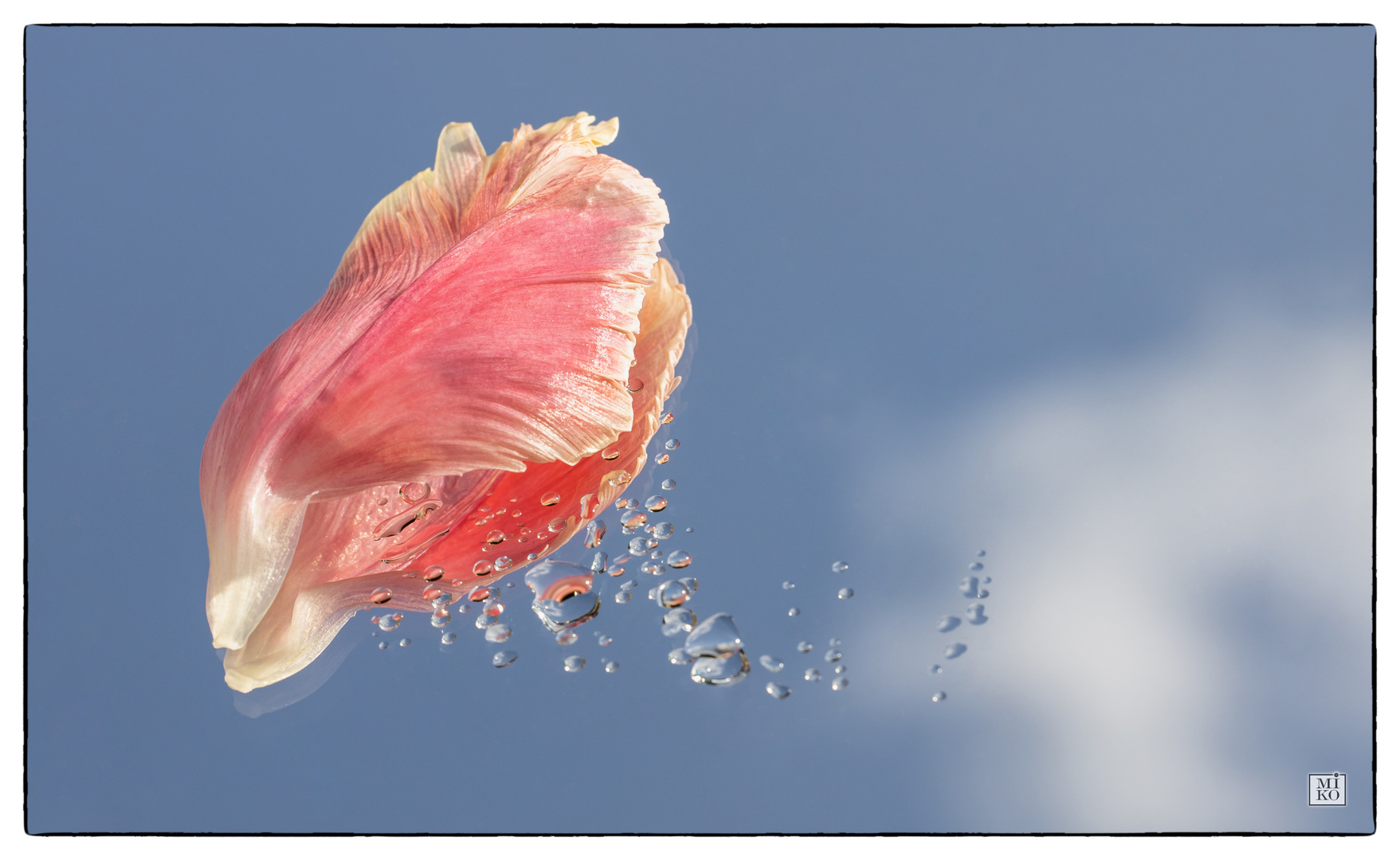 Weinende Tulpe im Himmel