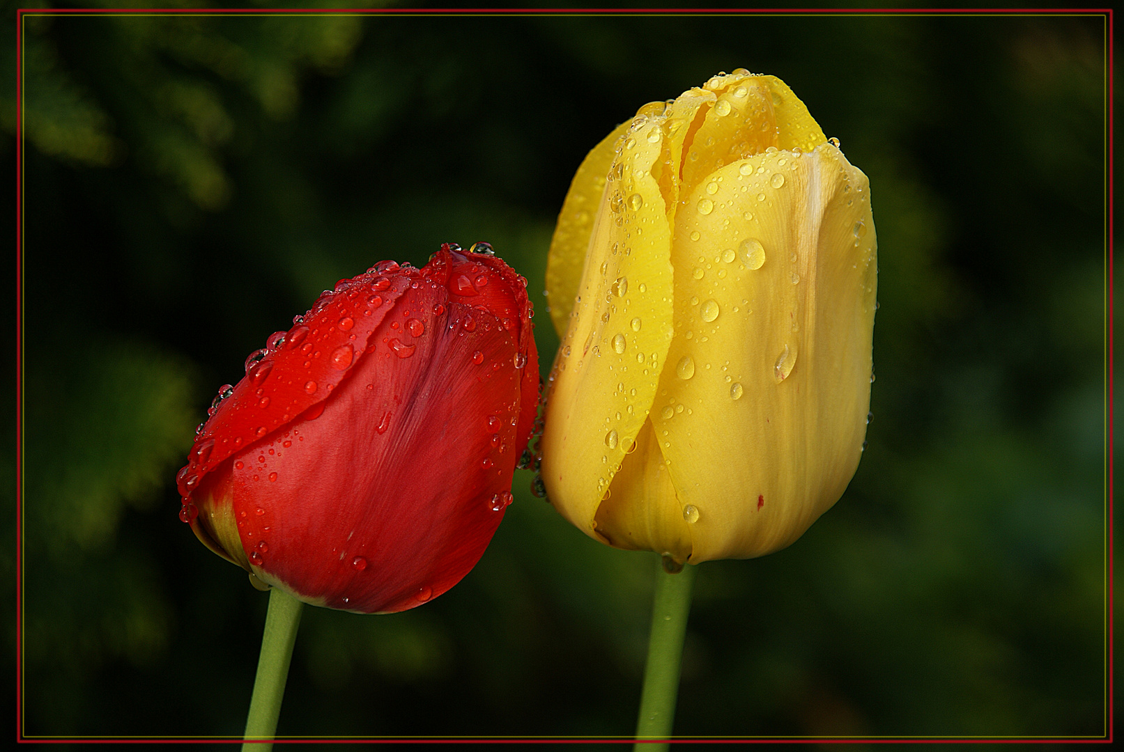 Weinende Tulpen