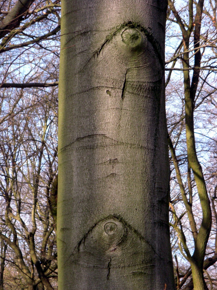 Weinender Baum