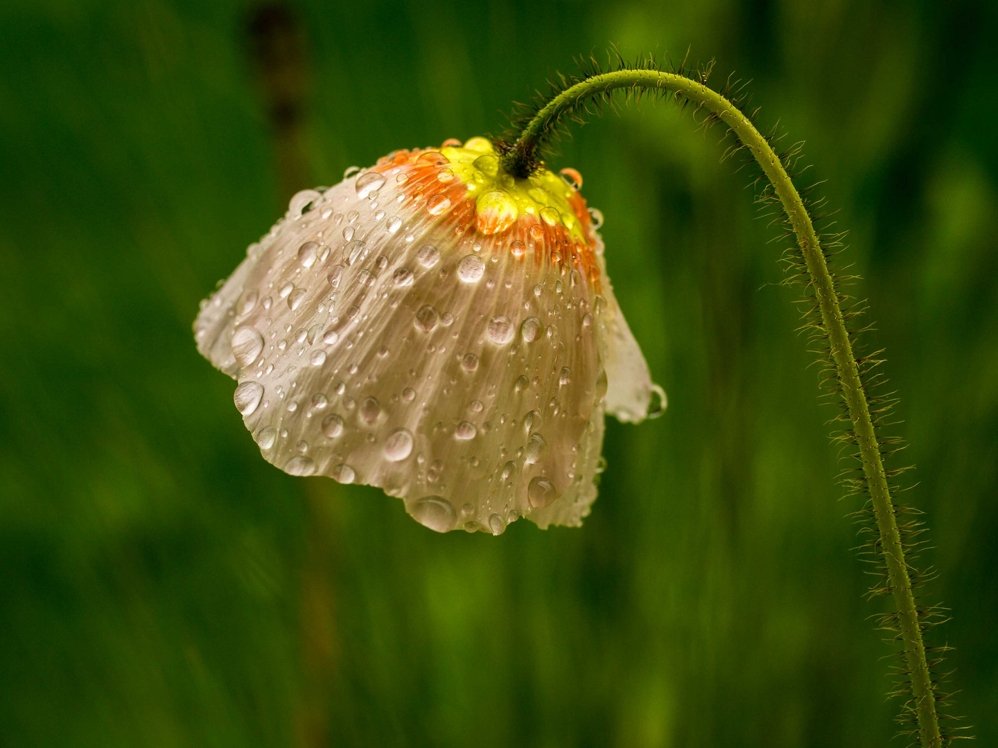 Weinender Mohn