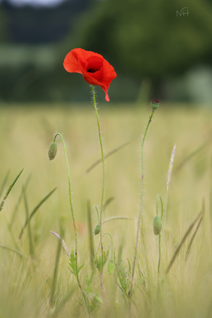 Weinender Mohn