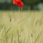 Weinender Mohn