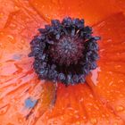 Weinender Mohn