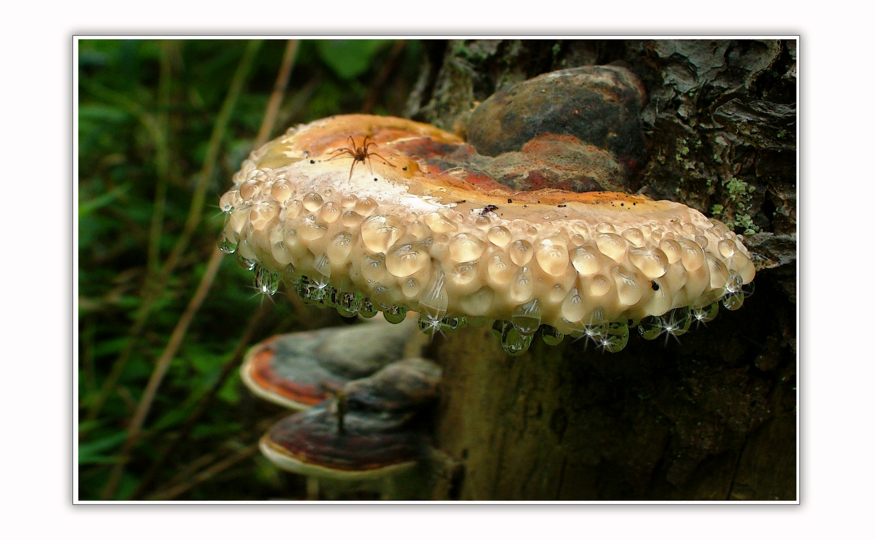 "weinender" Pilz