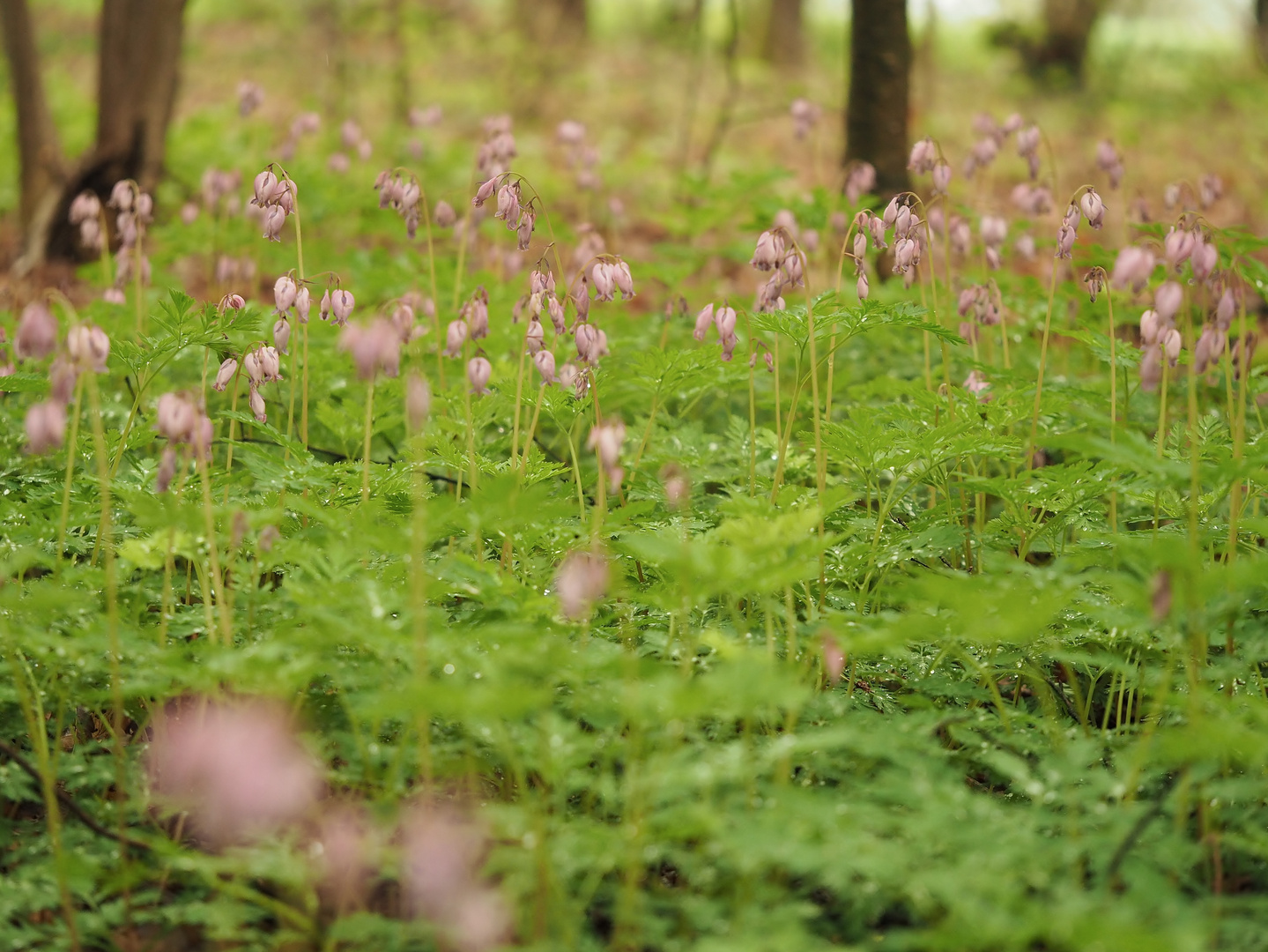 "Weinender Wald"