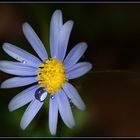 Weinendes blaues Blümchen